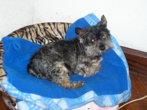 HOMENAJE A MI PERRO (FLASH)